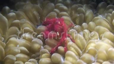 红蟹面具在水下野生动物海洋菲律宾。